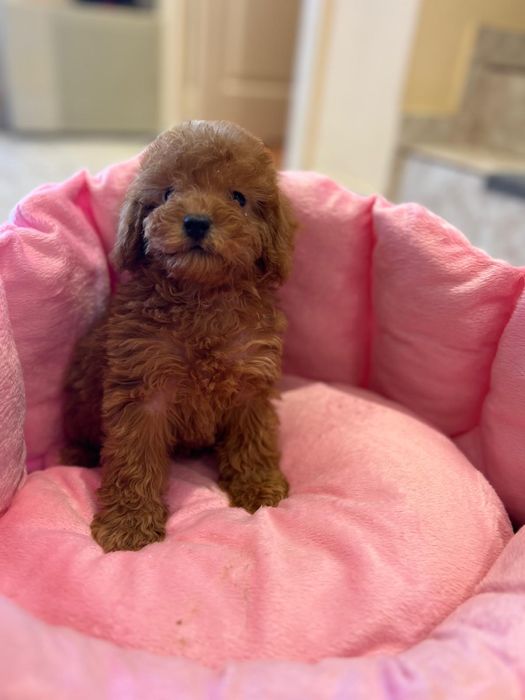 Pui Poodle – Sănătos, Jucăuș și Pregătit pentru Noua Familie!