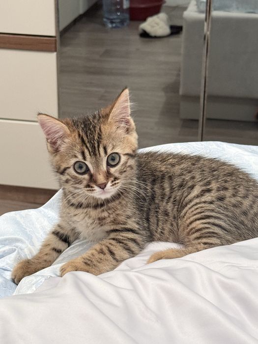 Еркек мысык сатылады