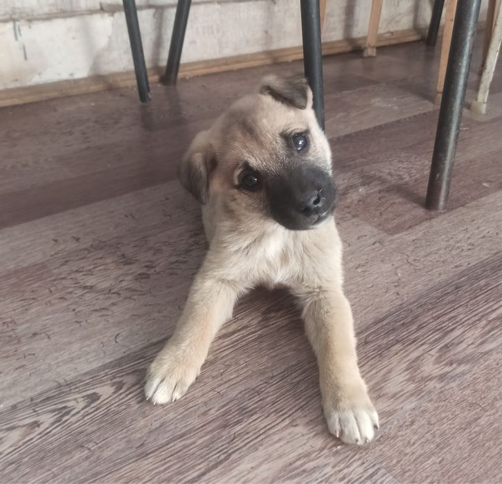 Малыш в ответственные любящие руки!