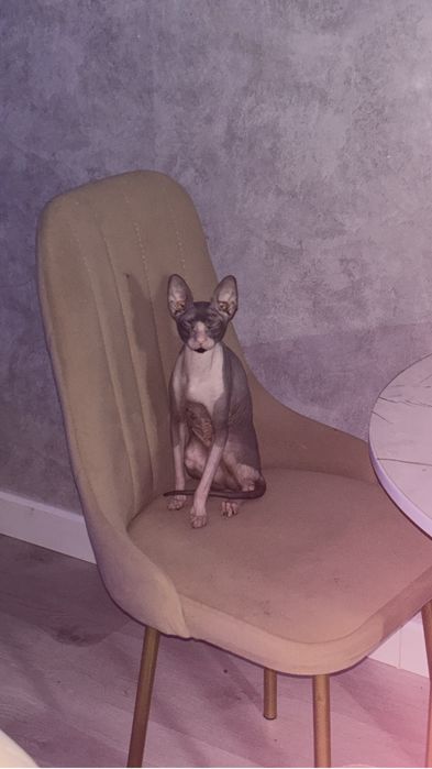 Вязка сфинкса ….