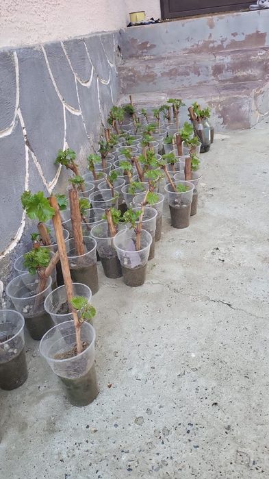 Виноград черенки