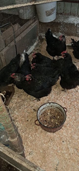 Gaini marans Onești Bacău