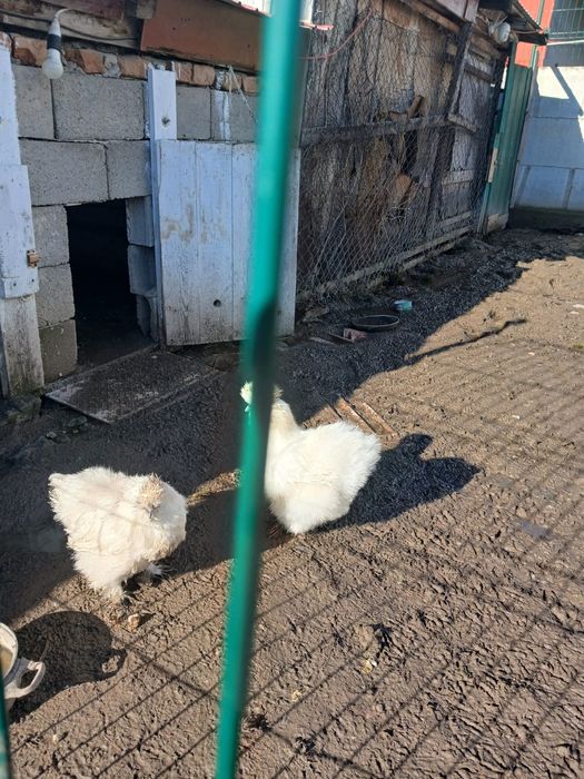 Vand Gaini matasa japoneza si motate olandeza 100 de lei perechei