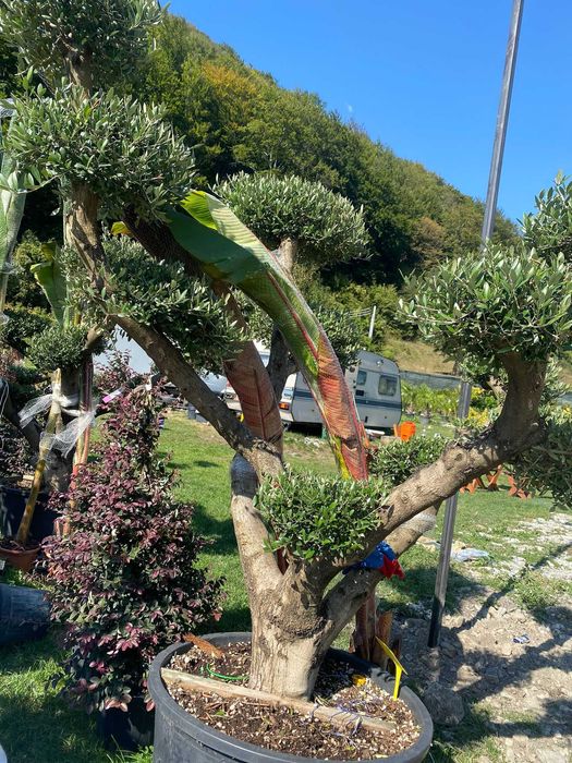 maslin  bonsai   plante   decorative