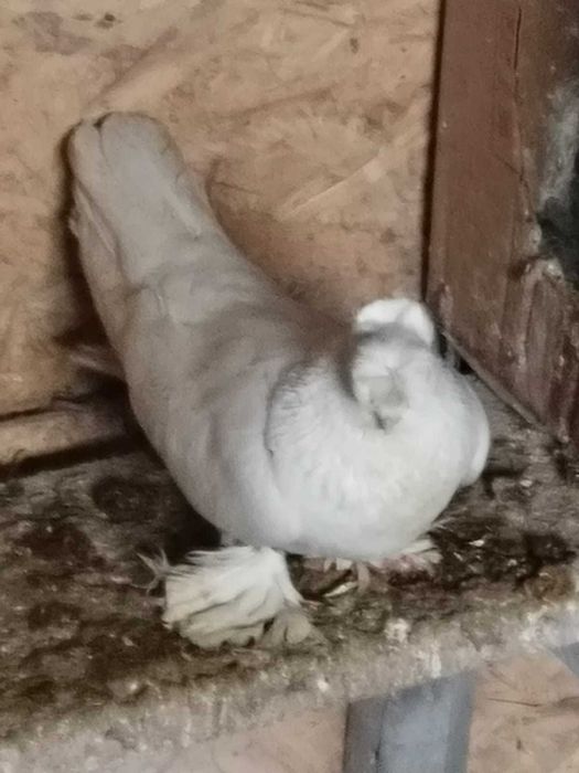 Продам голубку пароды Гульбадам