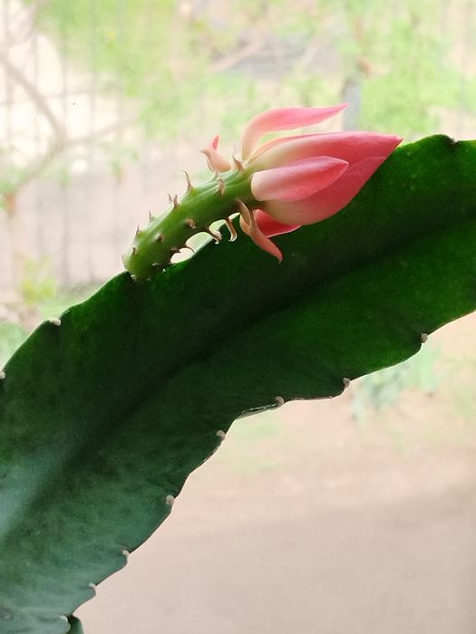 Продам цветок Эпифилум