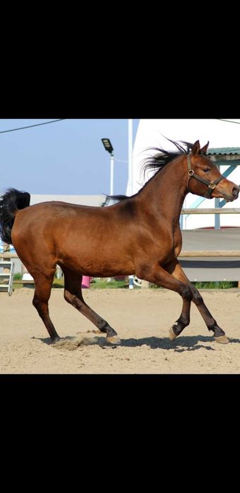 Armasar Pur Sange Arab