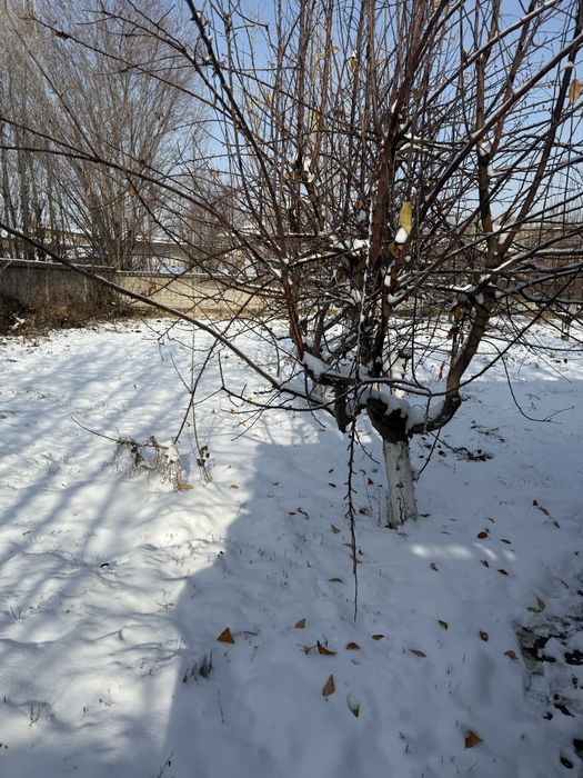 BŌZSUV центр, Зангиота район