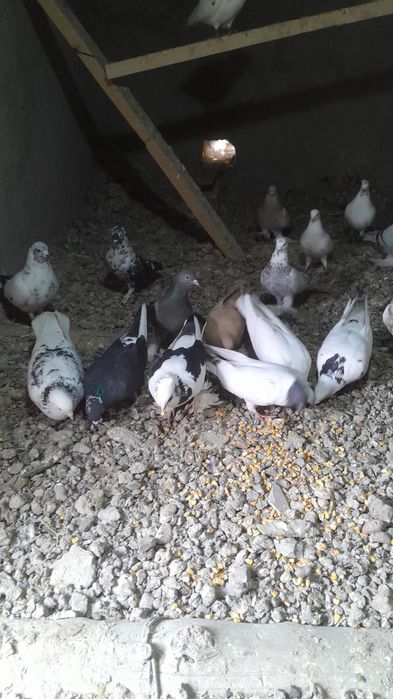 Продам голубей разных мастей