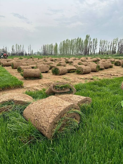 Рулонный газон газон уруг екиш хизмати