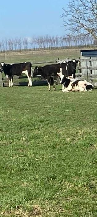 Vindem junele holstein