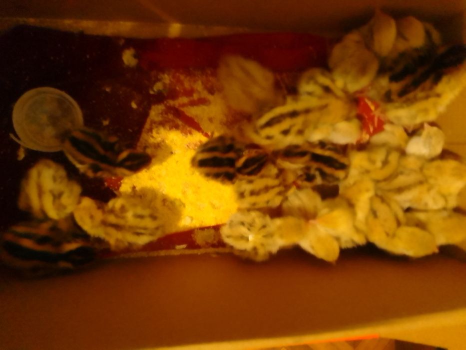 Pui de prepeliță ,prepelițe și ouă de prepeliță de vânzare