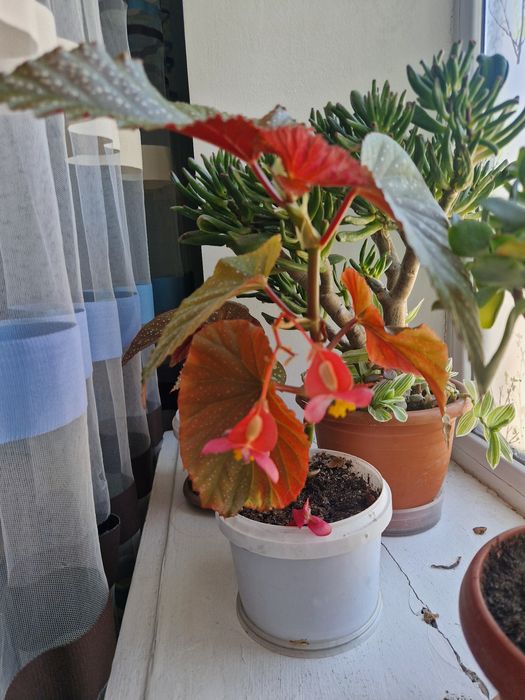 Комнатные цветы (разные)