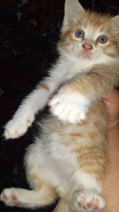 Котята в добрые  отзывчивые руки.