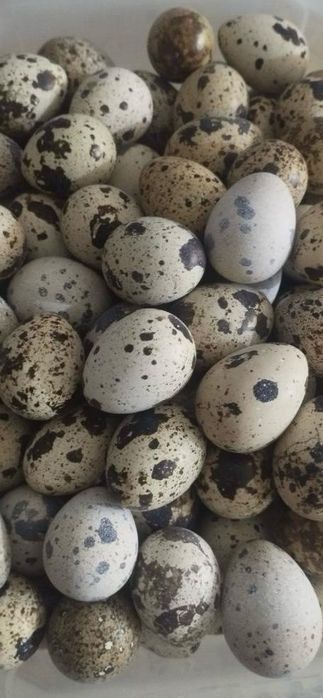 Перепелиные яйцо