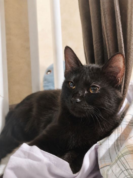 Котенок Бесплатно в добрые руки