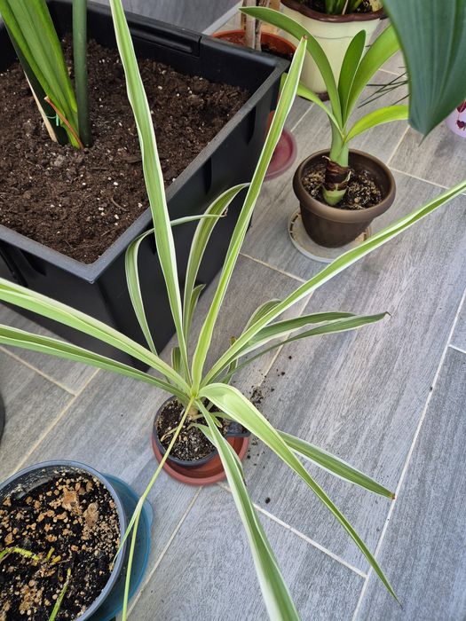 Хлорофитум Вариегатум (Chlorophytum comosum 'Variegatum')