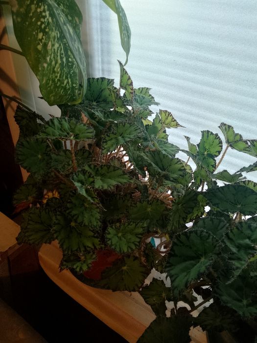 Комнатные  растения.