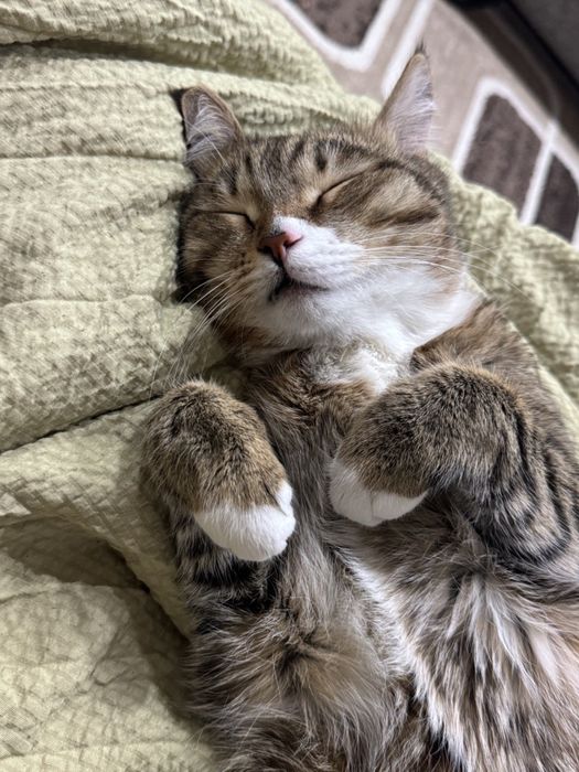 отдаю котика в добрые руки