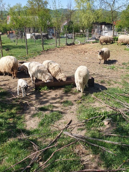 Berbecuți de vânzare