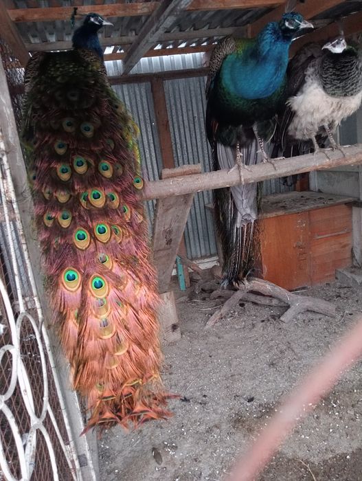 Индюшки. Павлин продаются