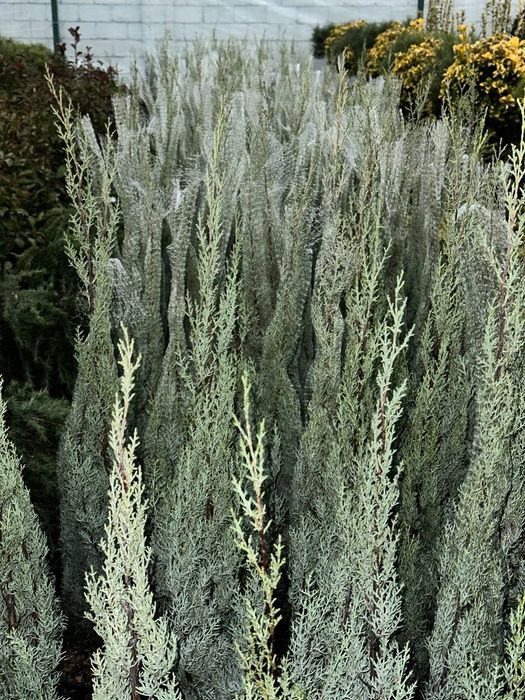 Аризонский кипарис 1 -1,20 m