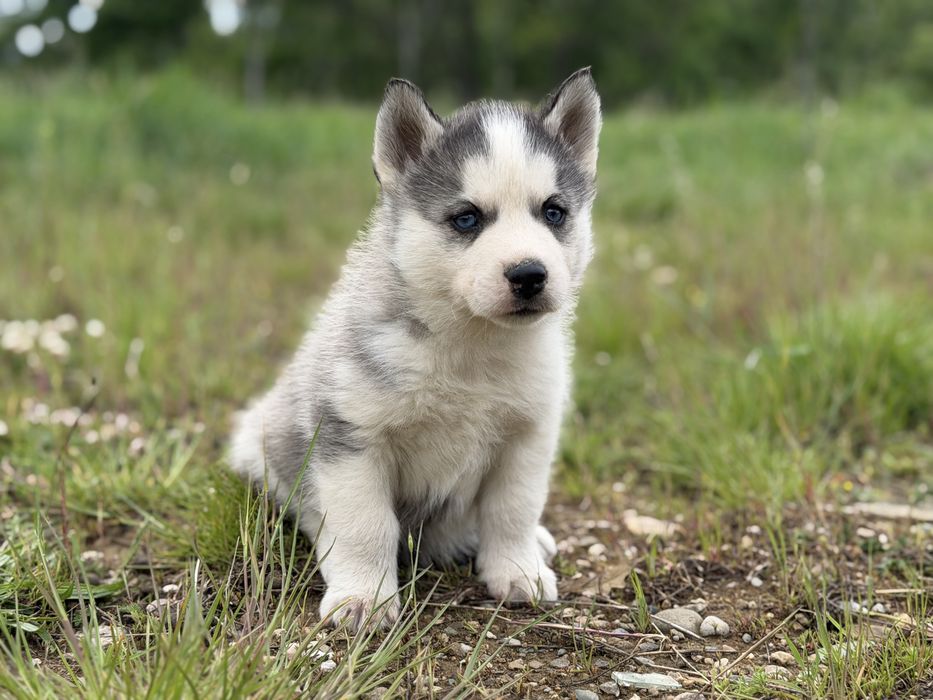Femela husky siberian!