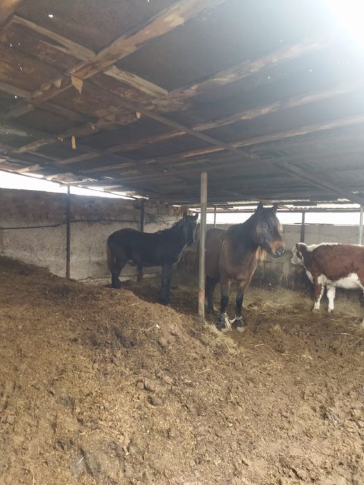 Буаз байтал 500000тг