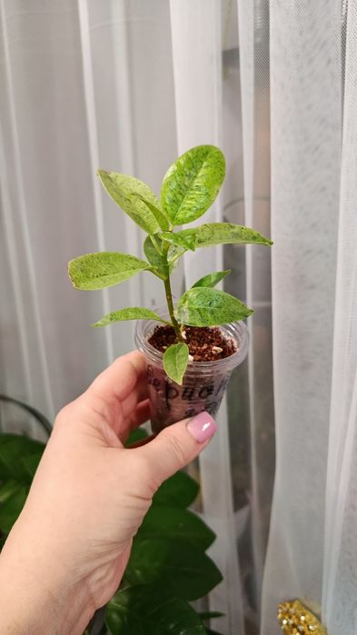 Продам комнатные цветы