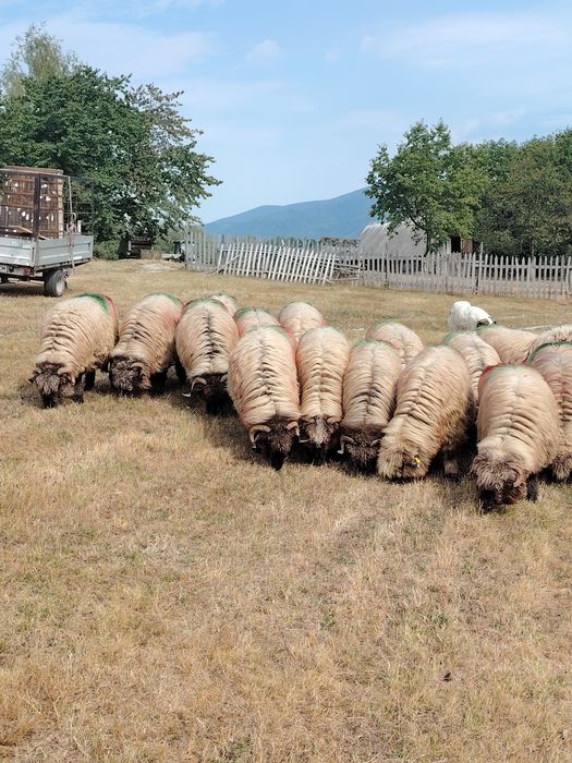 Oi de vânzare din Hunedoara