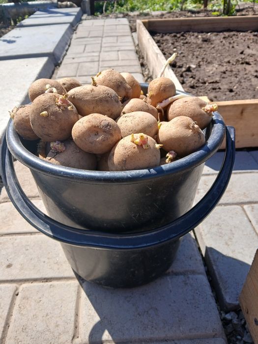 Продам картошку средняя