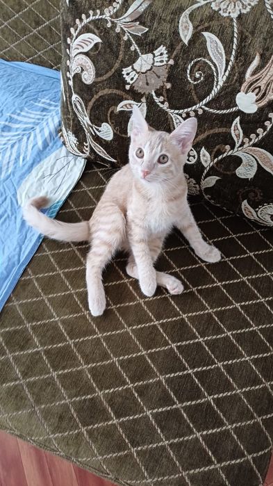 Отдам кота в добрые руки