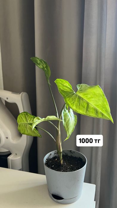 Продам комнатные цветы