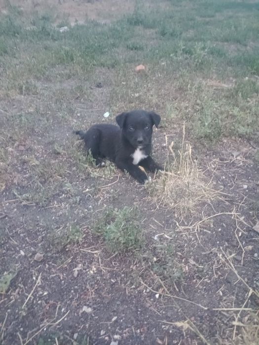Продам щенков лобродоров