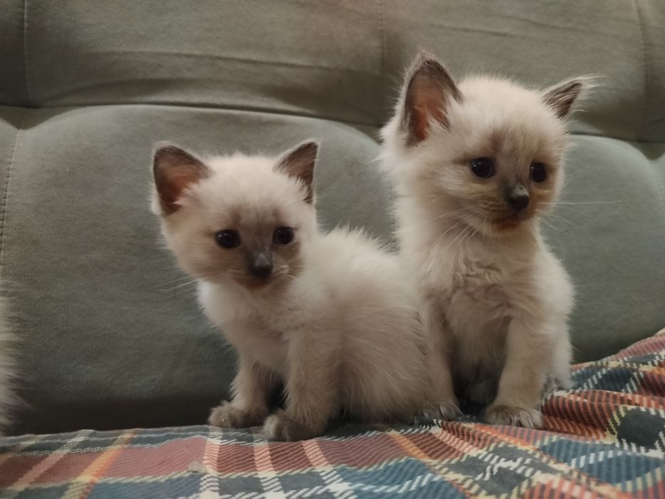 Сиамские котята.