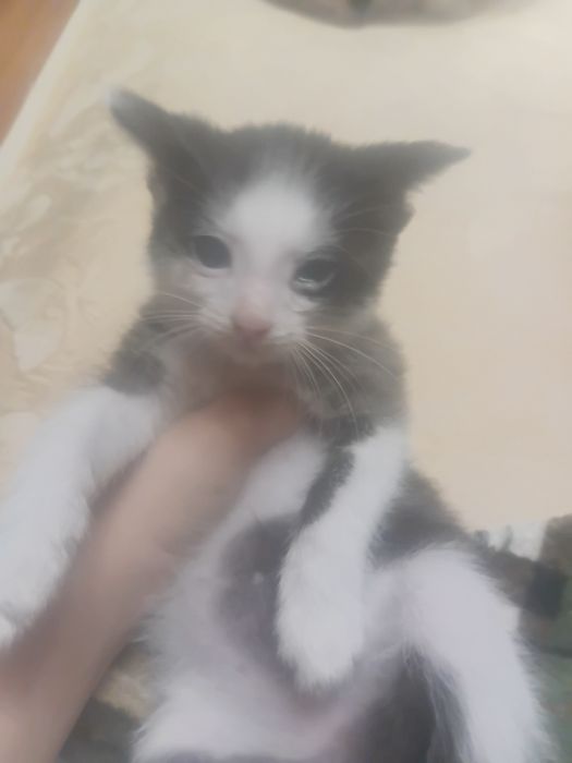 Отдам котёнка котят