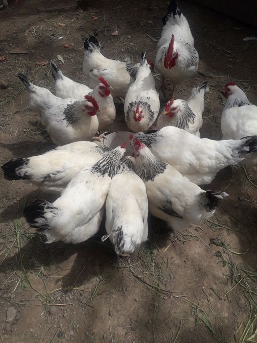 Куры породы адлер