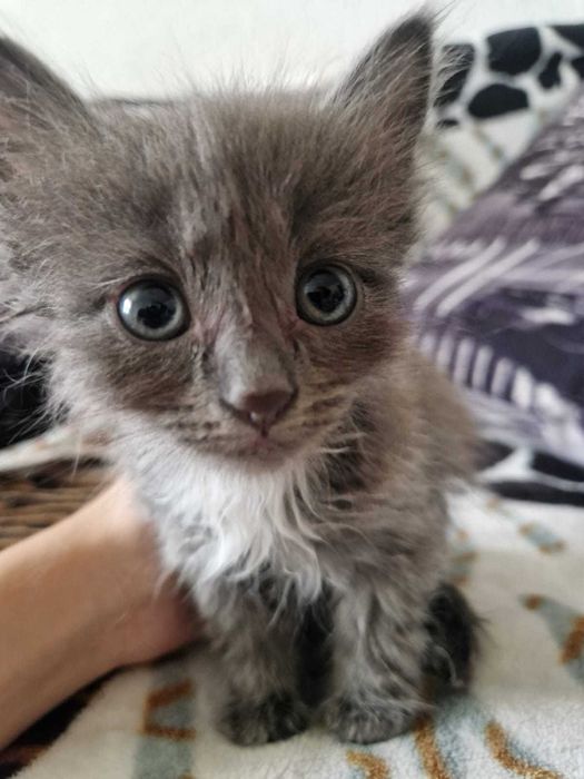 Котята Бесплатно