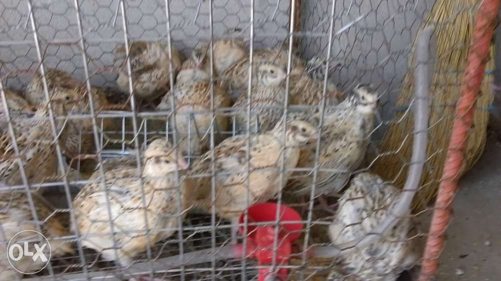 Prepelite-jumbo gold