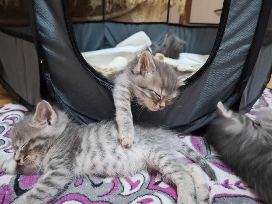 Отдам котят в добрые руки