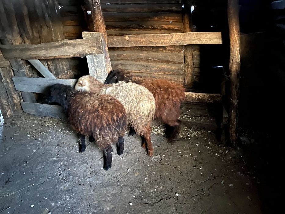 Пролам барнов...