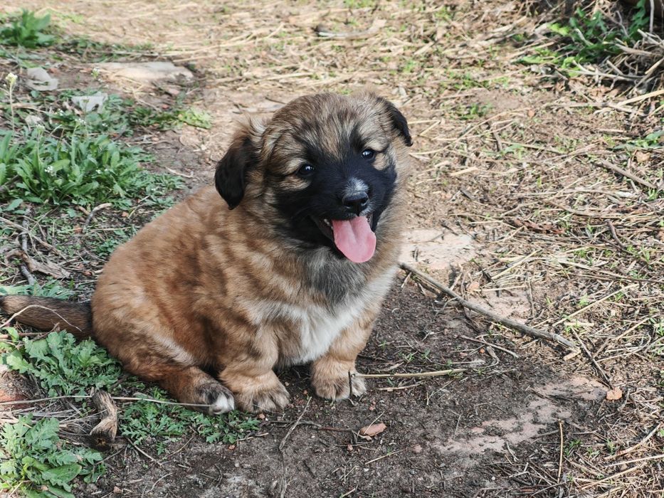Отдам щенков маленькой породы