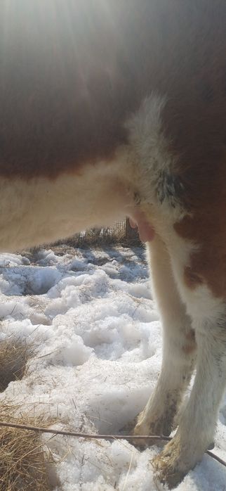 Құнажын қашар сатылады