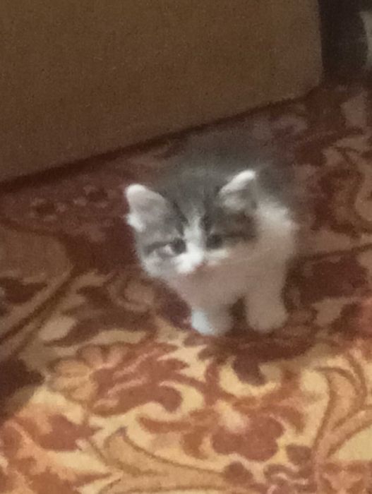 Кошки и домашние котята!