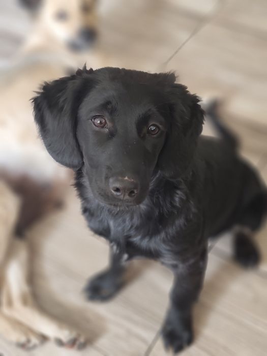 Отдам в хорошие руки