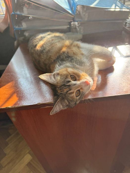 Котята девочки ищут свои семьи!