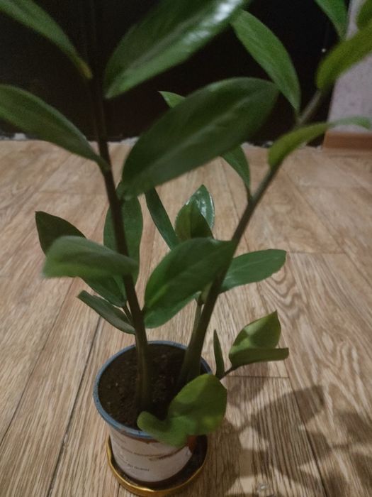 Продам комнатные цветы,укорененные