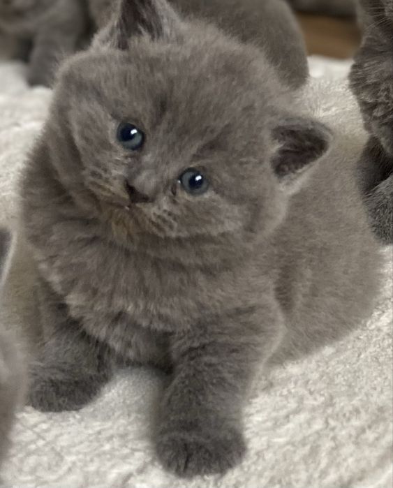 British shorthair