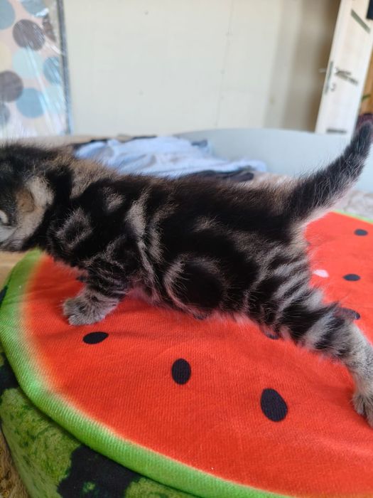 Продам котят породистых