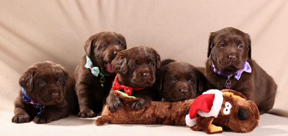 Шоколадные Щенки Лабрадора
